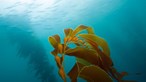 Investigação utiliza algas na conservação de óleos alimentares 