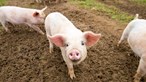 China emite plano para atingir autossuficiência na produção de carne de porco