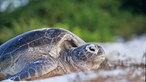 Mais de cem voluntários limpam praias de duas ilhas cabo-verdianas à espera das tartarugas