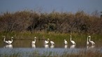 550 flamingos nasceram pela primeira vez no Algarve