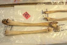 Ossos de Colombo vão ser analisados