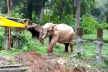 Elefante resgatado de vala com ajuda de retroescavadora na Índia