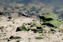 Engenhos explosivos encontrados no rio Douro em Gaia