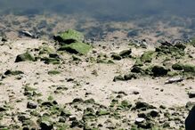 Engenhos explosivos encontrados no rio Douro em Gaia