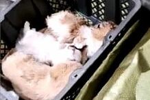Centenas de cães e gatos mortos em negócio de transporte ilegal de animais na China