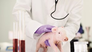 Os animais que ajudam a ciência a tratar doenças