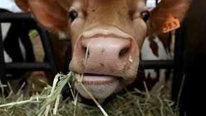 Carne sem morte de animais: conheça os três métodos em estudo