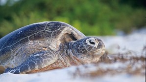 Devolvida ao mar tartaruga encontrada presa em redes de pesca em Faro