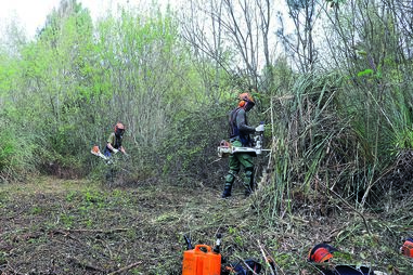 Produtores florestais debatem-se com uma grave falta de profissionais para trabalhos de limpeza
