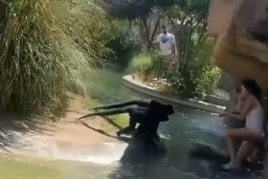 Mulher invade jaula de macacos em zoo para lhes dar Cheetos