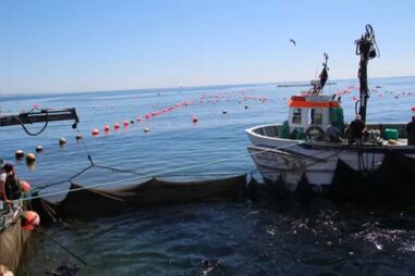 Cinco feridos com balas de tinta em Lisboa e Cascais. Artista Jorge Kapinha entre as vítimas