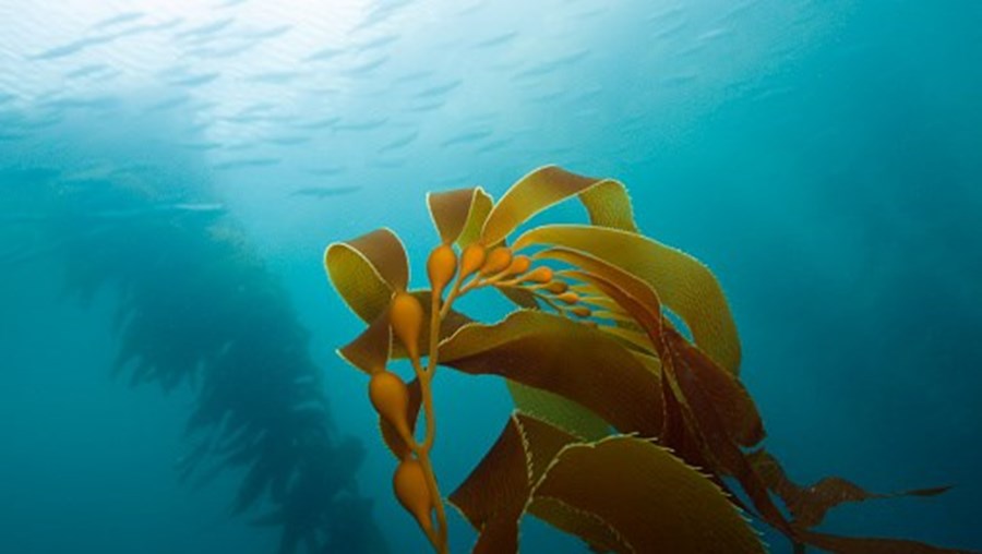 Investigação em Peniche utiliza algas na conservação de óleos alimentares 