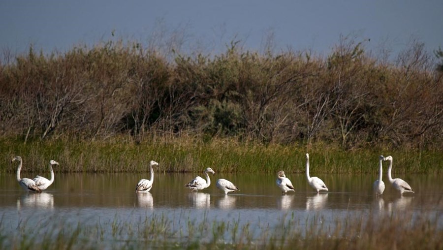 Flamingos no Tejo