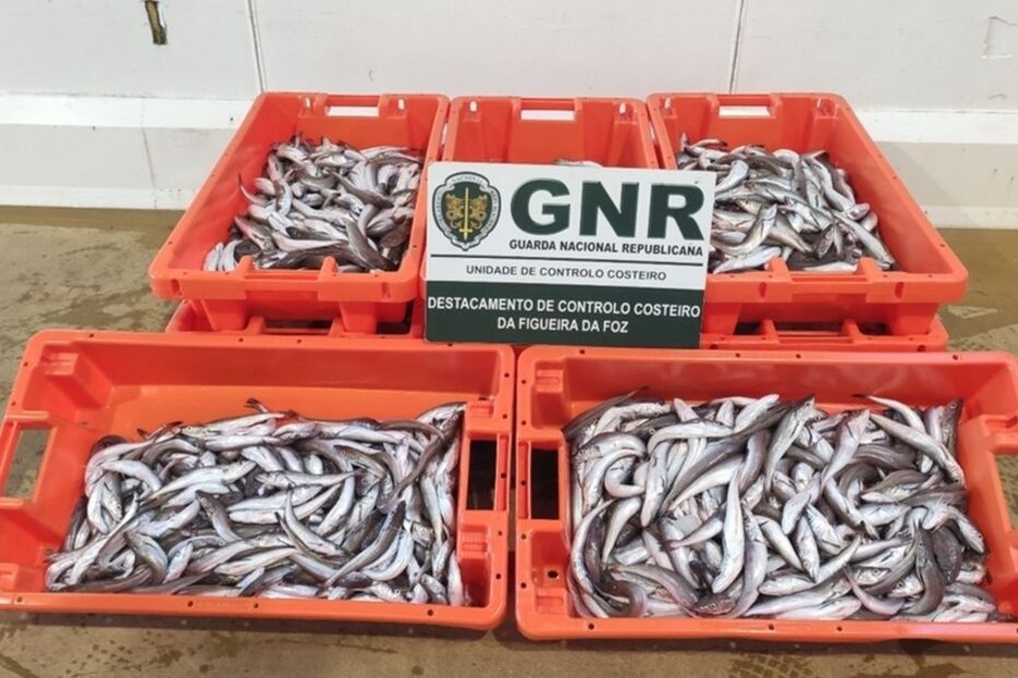 2021-05-05_13_30_09 GNR UCC - Apreensão.jpg