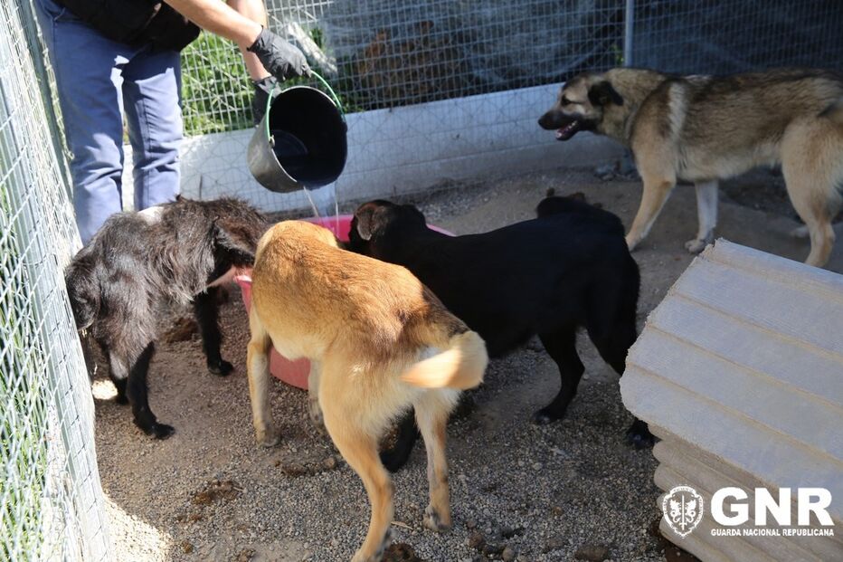 2021-05-07_15_49_05 GNR Guarda - Resgate3.jpg