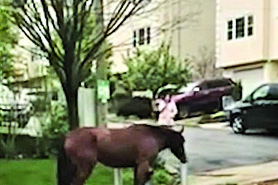 Cavalo 'apanhado' a passear pelas ruas de Nova Iorque