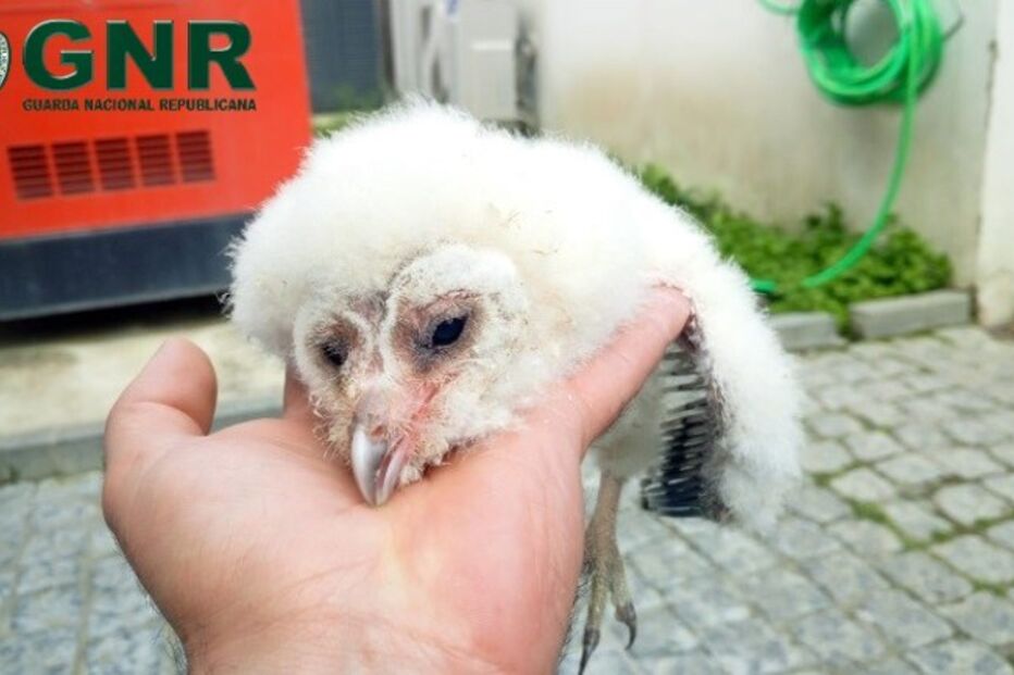 2021-05-10_12_52_34 GNR Beja - Resgate1.jpg