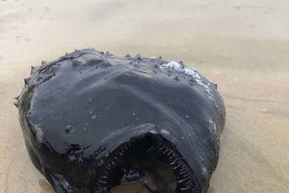 Espécie rara de peixe 