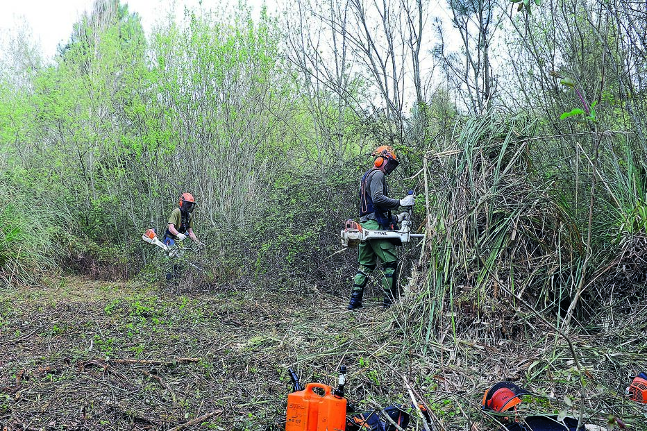 Produtores florestais debatem-se com uma grave falta de profissionais para trabalhos de limpeza