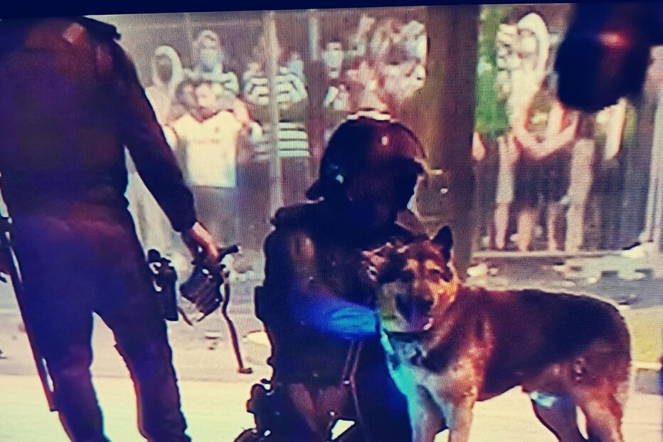 Cão-polícia foi atingido por garrafa