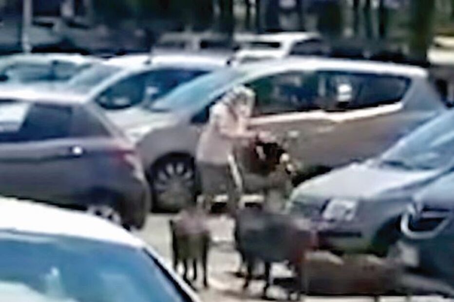 Javalis atrevidos ‘assaltam’ mulher em Itália