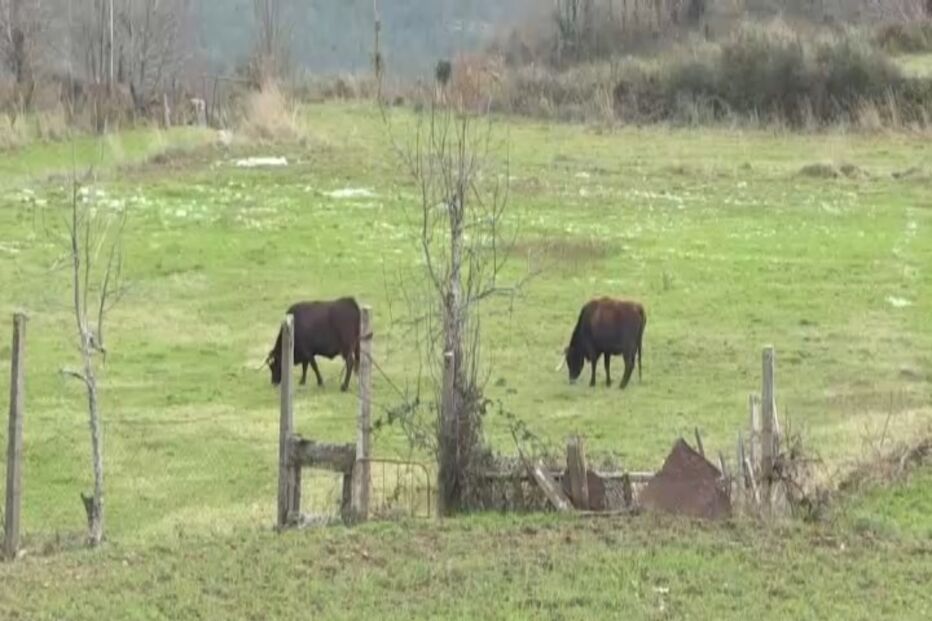 Boi em fúria mata dono à marrada em Chaves