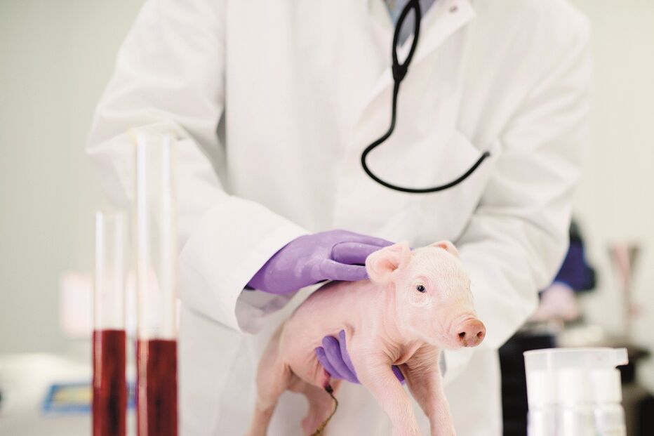 Porcos têm características metabólicas muito parecidas com o Homem e são  requisitados para estudos cardiovasculares 