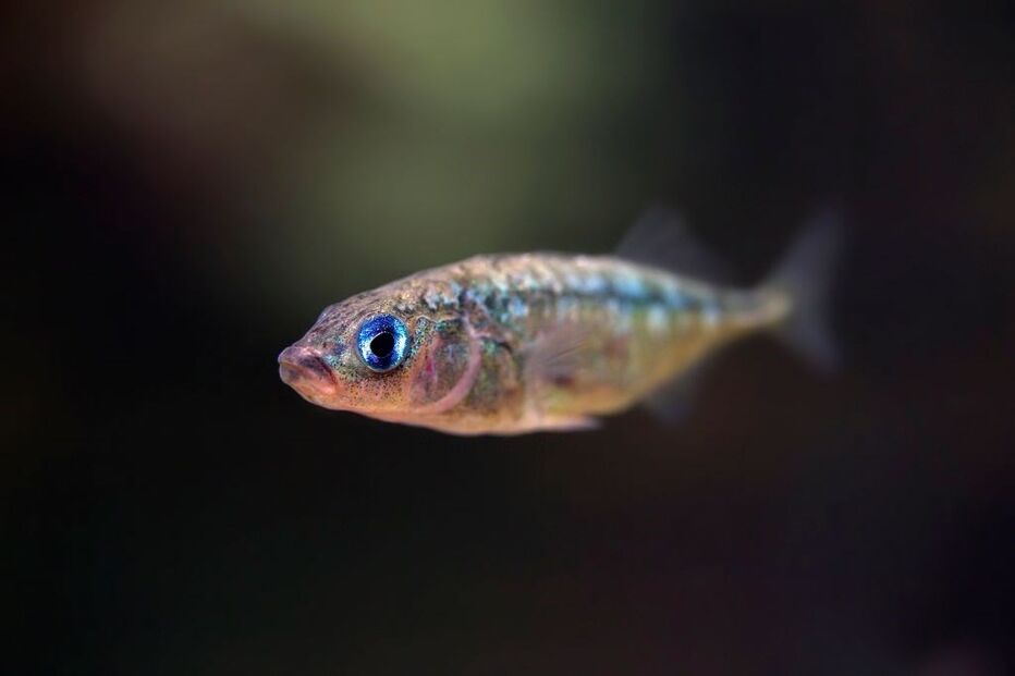 Peixe esgana-gato, Three-spined Stickleback