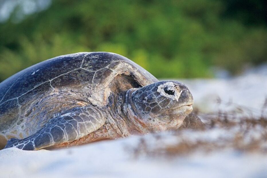 Tartaruga
