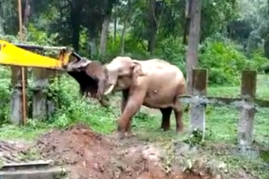 Elefante resgatado de vala com ajuda de retroescavadora na Índia