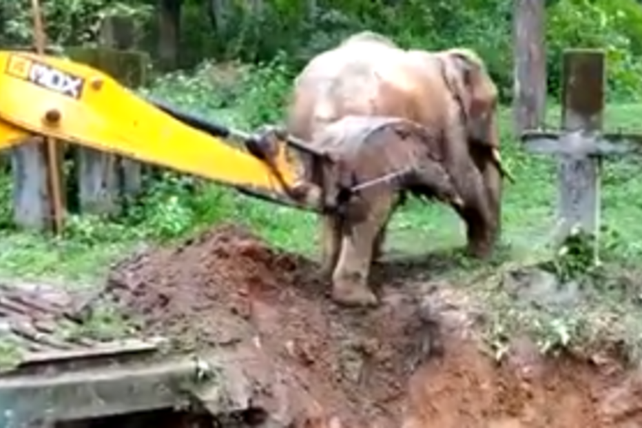 Elefante resgatado de vala com ajuda de retroescavadora na Índia