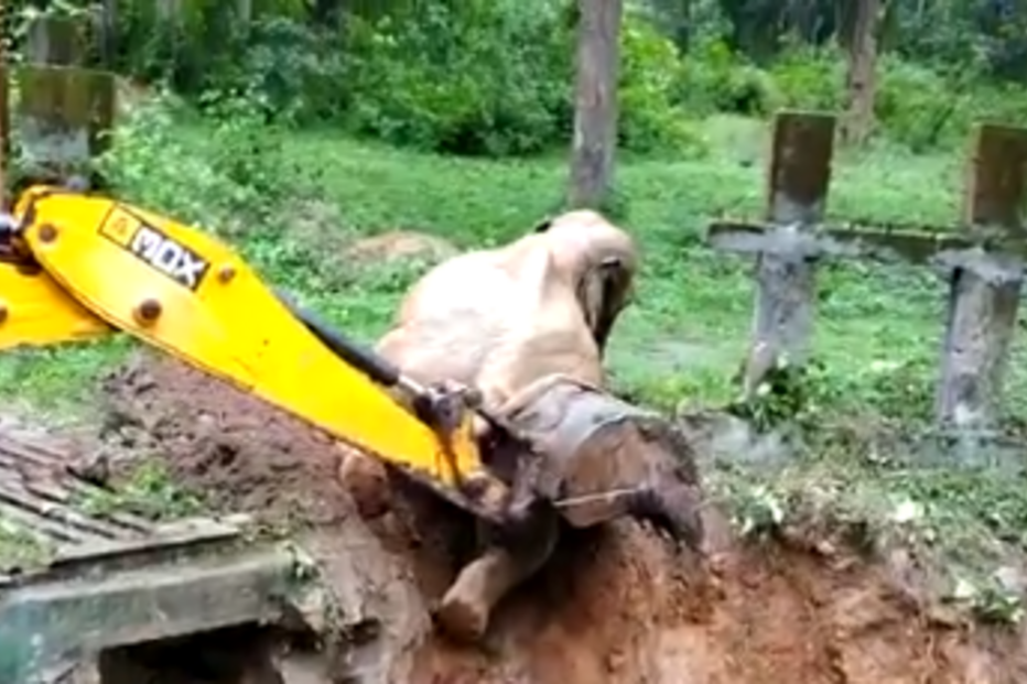 Elefante resgatado de vala com ajuda de retroescavadora na Índia