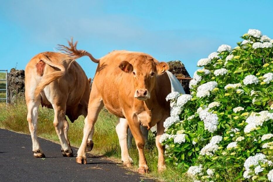 Vacas nos Açores