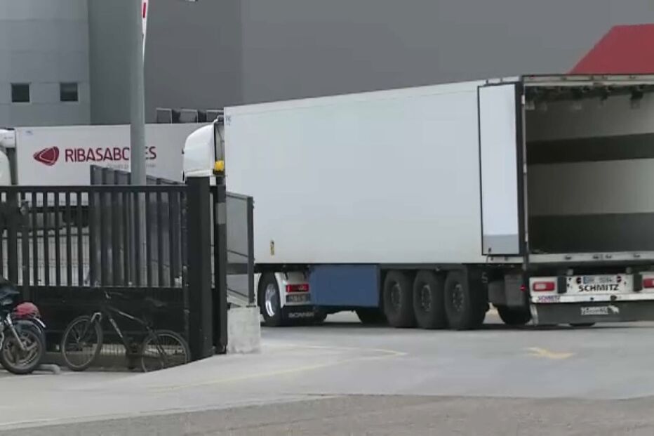 Cinco touros fugiram do matadouro e estão à solta em Tomar