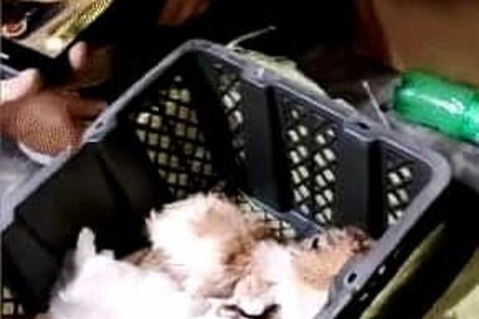 Centenas de cães e gatos mortos em negócio de transporte ilegal de animais na China