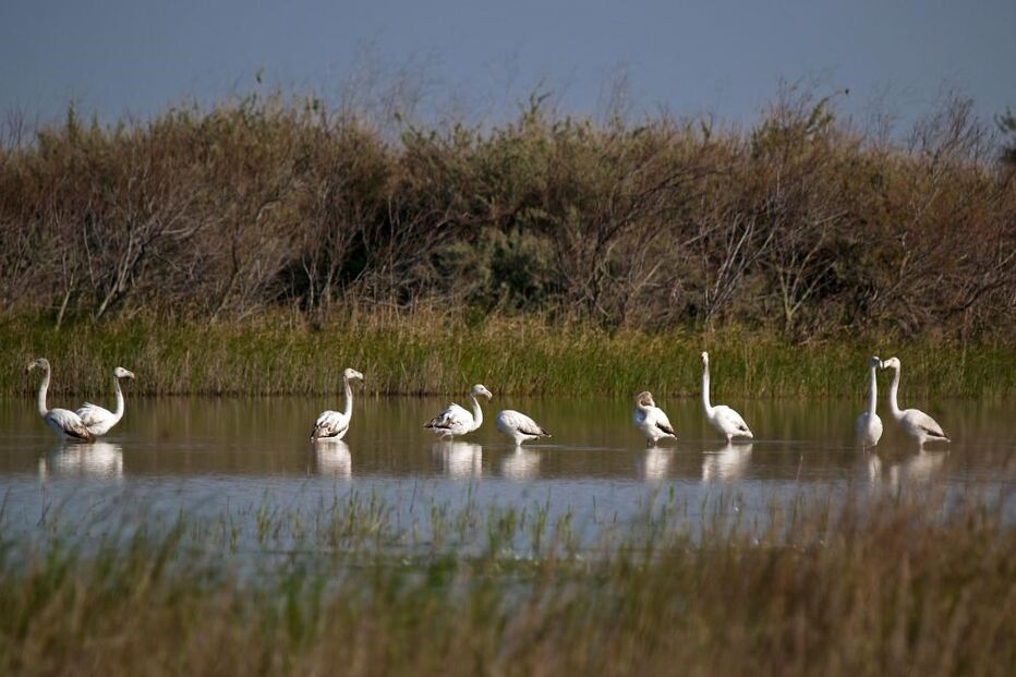 Flamingos no Tejo