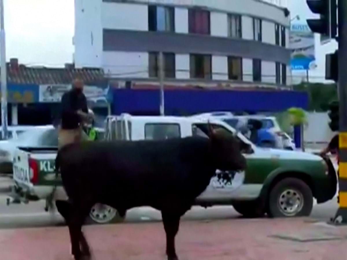 Vaca ajudou a capturar touro - Sociedade - Correio da Manhã