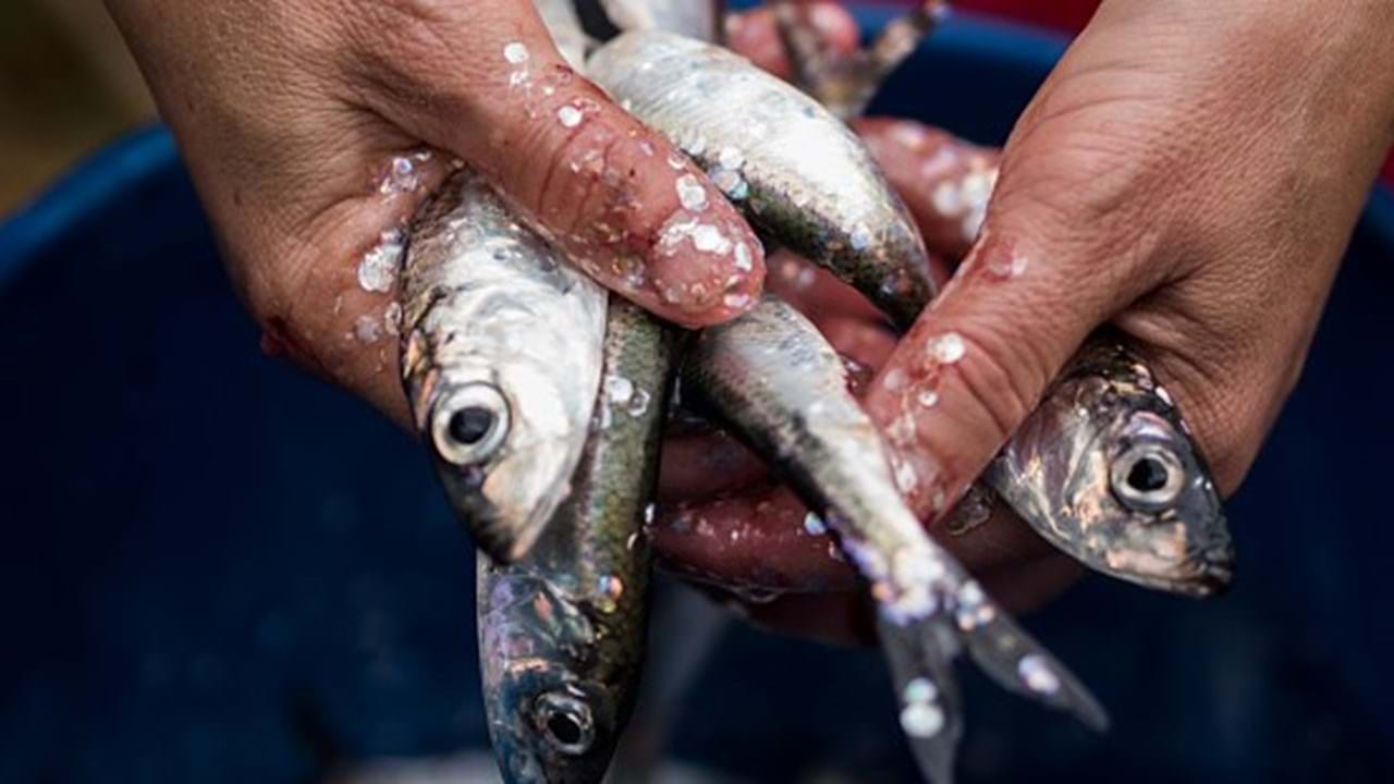 Pesca mundial: será o declínio implacável? - Mar Sem Fim