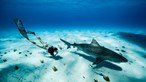 Raias e tubarões: Pesca excessiva ameaça vida no mar