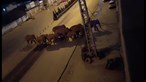China usa camiões como muro para travar elefantes que saíram de reserva natural