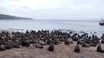 Centenas de leões marinhos refugiam-se na costa do Chile em fuga de “baleias assassinas”