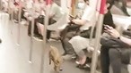 Javali invade carruagem do metro de Hong Kong