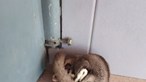 GNR resgata animal exótico petauro-do-açucar em Vila Real