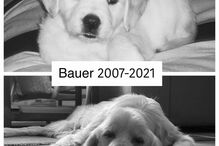 Cão de Tânia Ribas de Oliveira