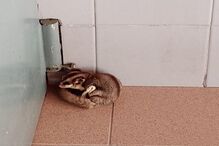 GNR resgata animal exótico petauro-do-açucar em Vila Real