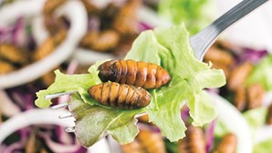 Insetos: é possível comer grilos, larvas, gafanhotos ou besouros em Portugal