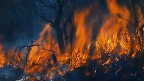 Mais incêndios investigados em 2021 pelo Ministério Público