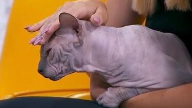 Saiba quais os cuidados a ter com os gatos sem pelo