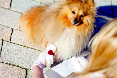 Cão com a pata magoada