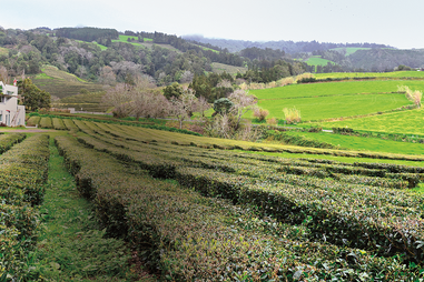 Imagem Gorreana Açores GettyImages-1305782642 copy.tif (10200772) (Milenium)
